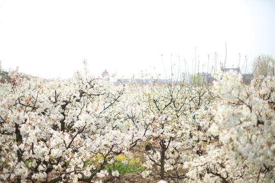 梨花