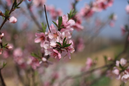 桃花
