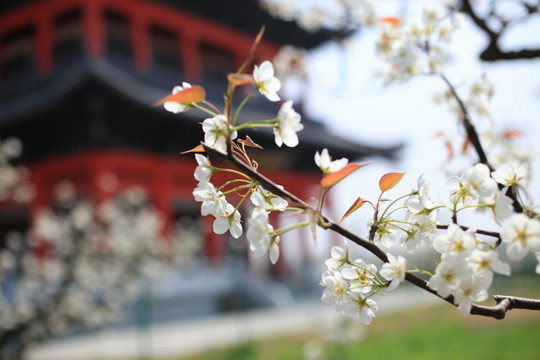 梨花