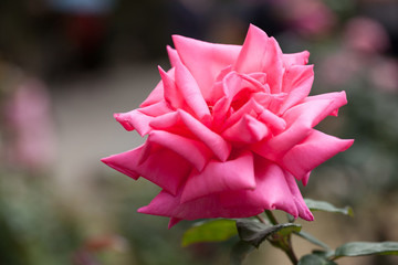 月季花特寫