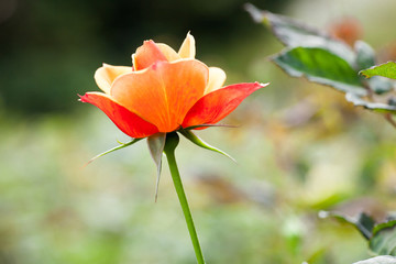 月季花特寫