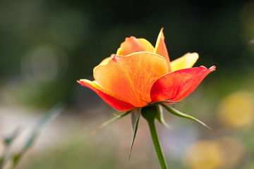 月季花特寫