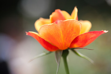 月季花特寫(xiě)