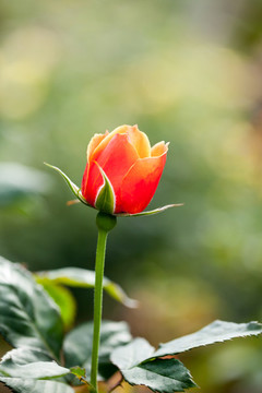 月季花特寫(xiě)