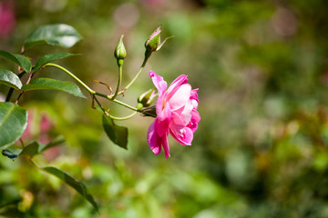 月季花展