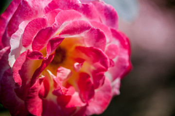 月季花展