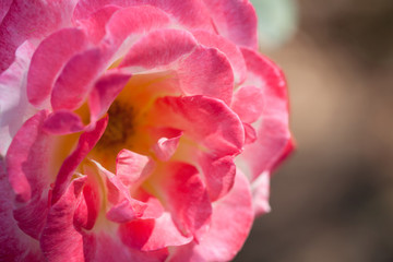 月季花展
