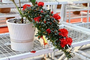 杜鵑花