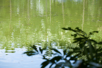 深圳人民公園湖景
