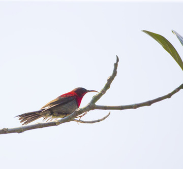 太陽(yáng)鳥
