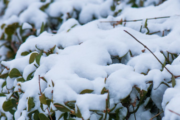 雪景