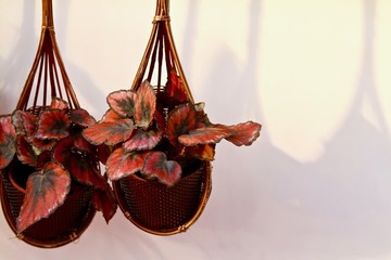 吊花裝飾