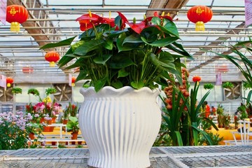 紅掌