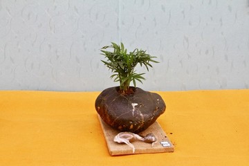盆景