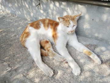 貓