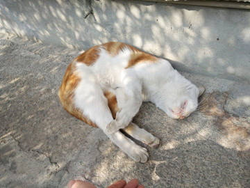 貓