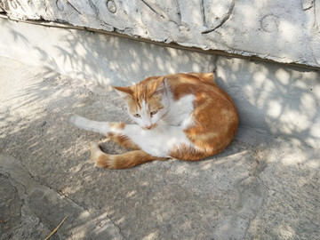 貓