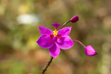 蝴蝶蘭蘭花