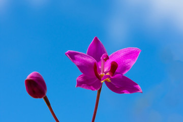 蝴蝶蘭