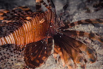 獅子魚