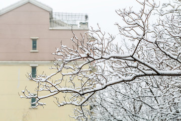 雪淞
