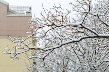 雪淞