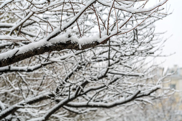 雪淞