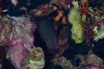 深海魚