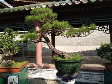 盆景