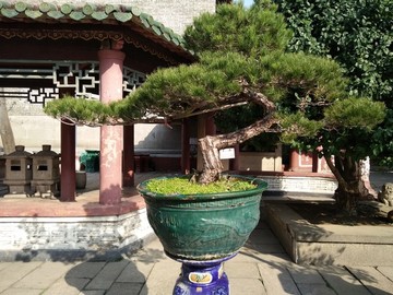 盆景