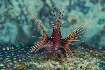獅子魚