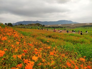 鮮花基地