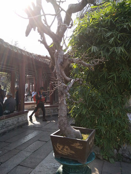 盆景