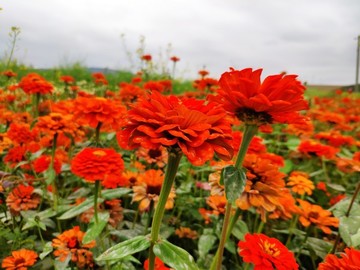 大紅花