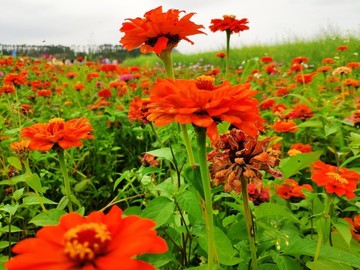 鮮花