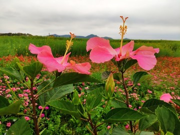 鮮花特寫(xiě)