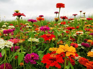 鮮花背景