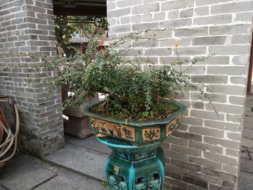 盆景