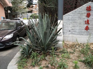 花卉