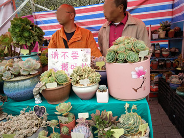 多肉植物
