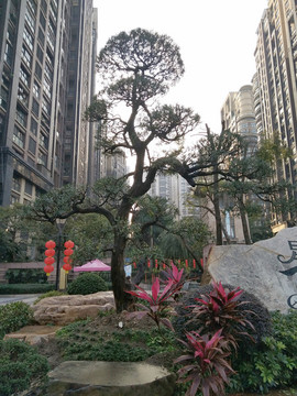 樹