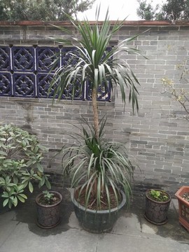 花卉