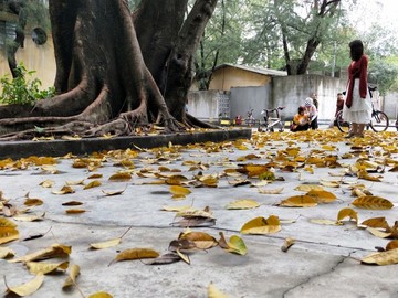 落葉