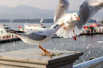 昆明滇池紅嘴鷗