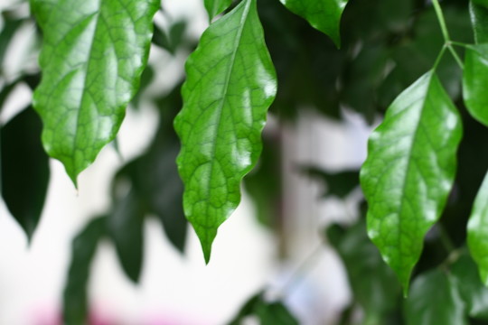 幸福樹