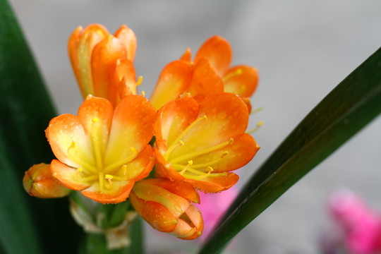 君子蘭花