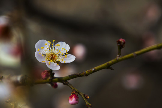 梅花