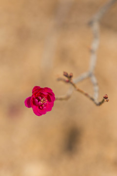 梅花