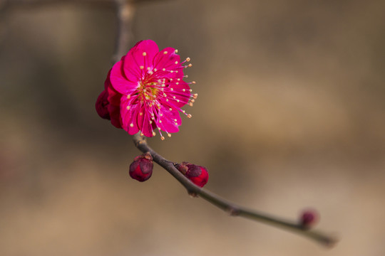 梅花