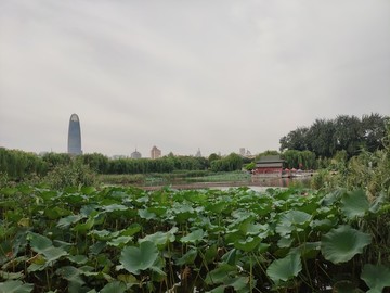 濟南大明湖